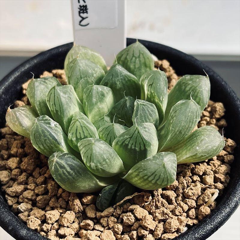 多肉植物:ハオルチア マリン*ちらっと斑入り 幅5cm : 遊恵 多肉植物:ハオルチア マリン*ちらっと斑入り 幅5cm : 遊恵