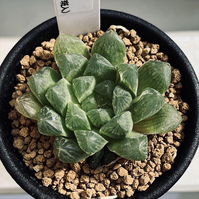 多肉植物：ハオルチア マリン*ちらっと斑入り 幅5cm : 遊恵盆栽
