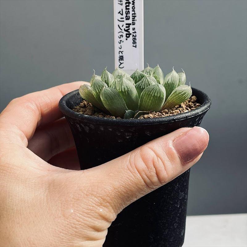 多肉植物：ハオルチア マリン*ちらっと斑入り 幅5cm : 遊恵盆栽