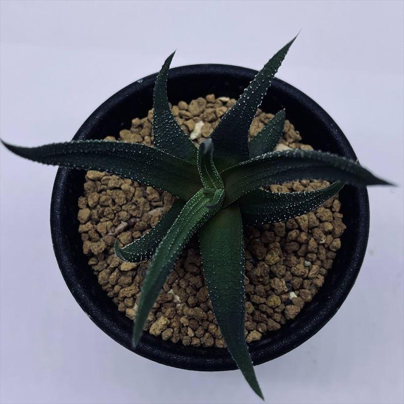 多肉植物：ハオルチア 松の雪*S 幅7cm : 遊恵盆栽 Yahoo!店 - 通販