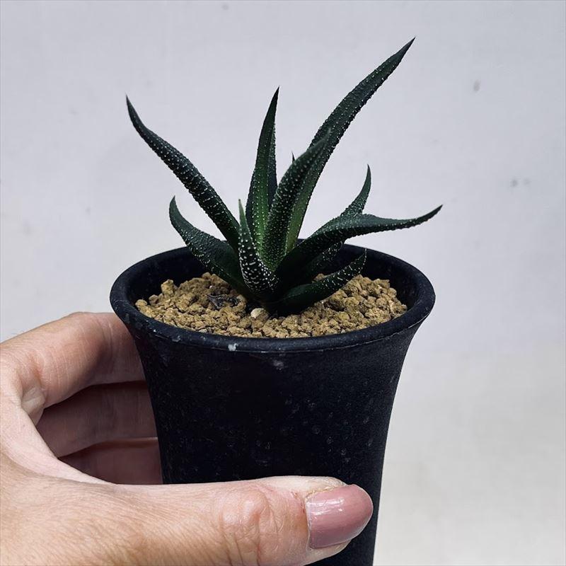 多肉植物：ハオルチア 松の雪*S 幅7cm : 遊恵盆栽 Yahoo!店 - 通販