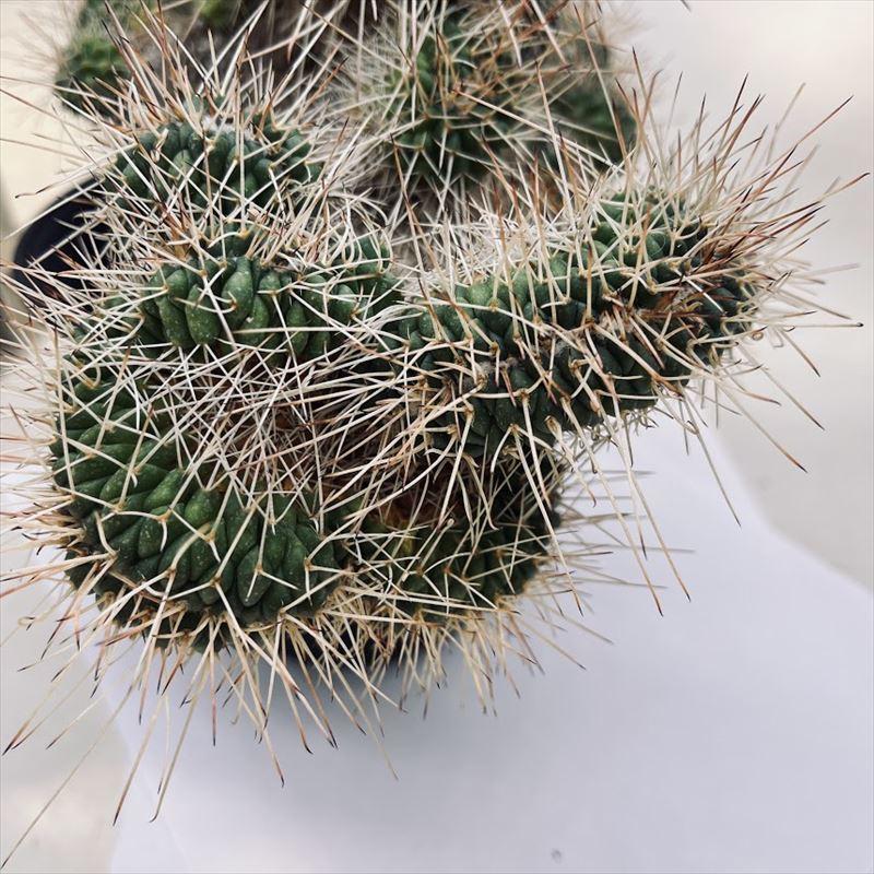 サボテン：マミラリア 白竜丸 綴化*幅26cm 現品 一品限り