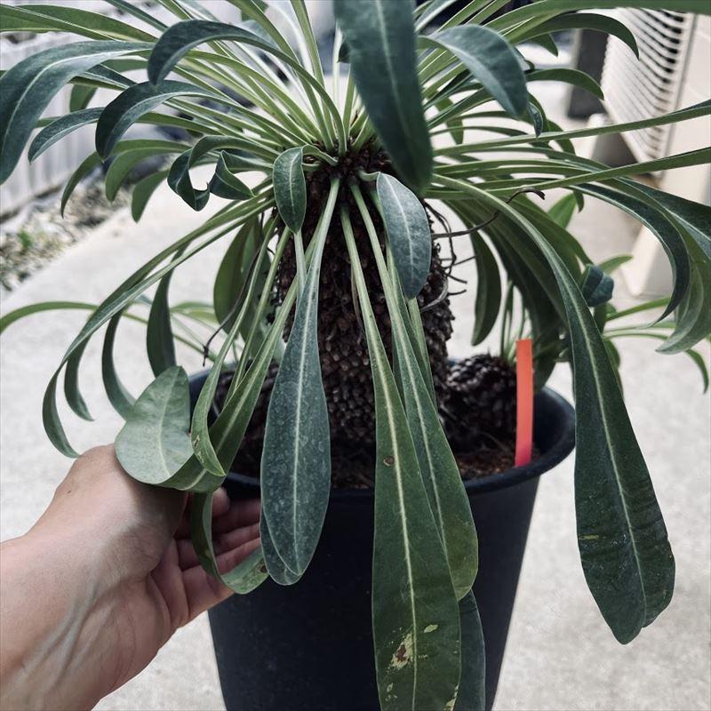 【鉢のまま発送】鉄甲丸 美株 鉢のまま発送】鉄甲丸 美株 楽天市場】鉄甲丸の通販