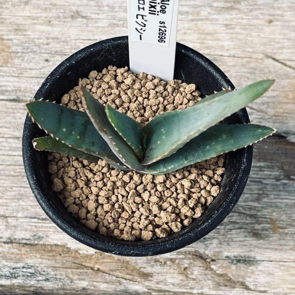 多肉植物：アロエ ピクシー*幅7cm : 遊恵盆栽 Yahoo!店 - 通販