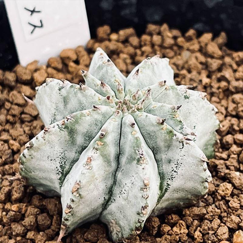 白ホリダ　ユーフォルビア ユーフォルビア・ホリダ ホワイトゴースト】 | BOKUTO