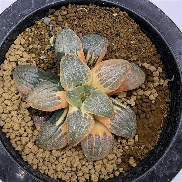 多肉植物：ハオルチア スプリング交配種錦 紫麗錦*幅7cm 現品！一品