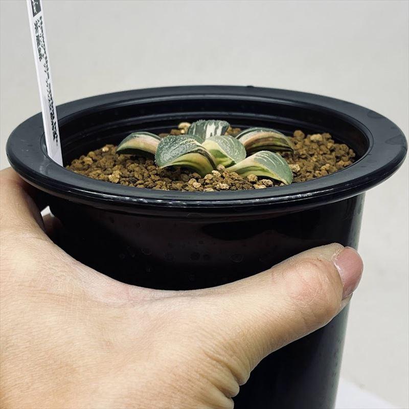 多肉植物:ハオルチア スプリング交配種錦 紫麗錦*幅5.5cm 多肉植物:ハオルチア スプリング交配種錦 紫麗錦*幅5.5cm