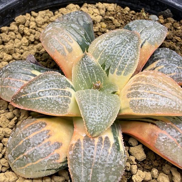 多肉植物：ハオルチア スプリング交配種錦 紫麗錦*幅7cm 現品！一品