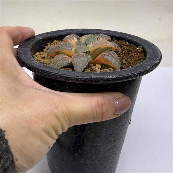 多肉植物：ハオルチア スプリング交配種錦 紫麗錦*幅7cm 現品！一品