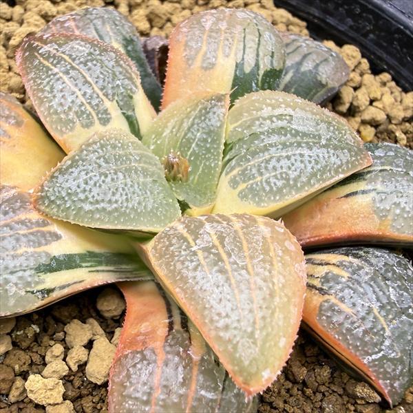 多肉植物：ハオルチア スプリング交配種錦 紫麗錦*幅7cm 現品！一品