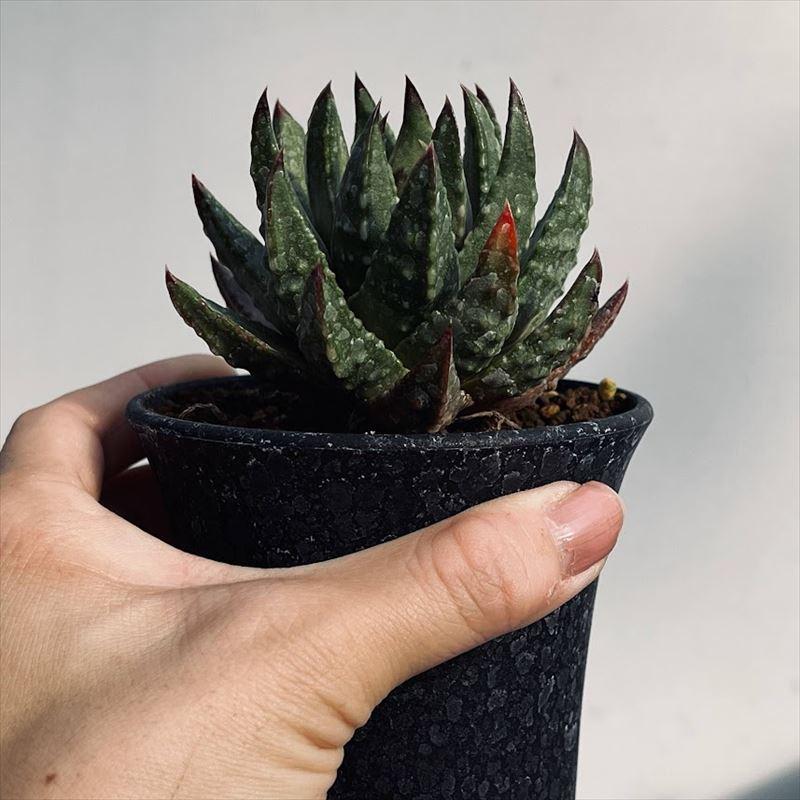 多肉植物：ハオルチア ミニマ*幅8cm 現品！一品限り : 遊恵盆栽
