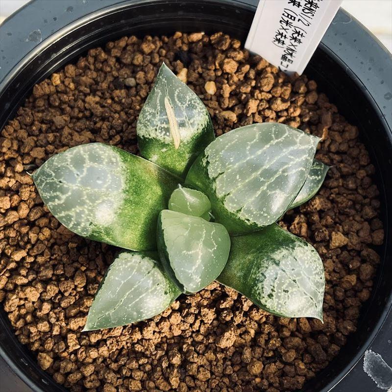 多肉植物：ハオルチア 水晶未来NS1/2×月光未来 実生*幅5cm 現品 一品