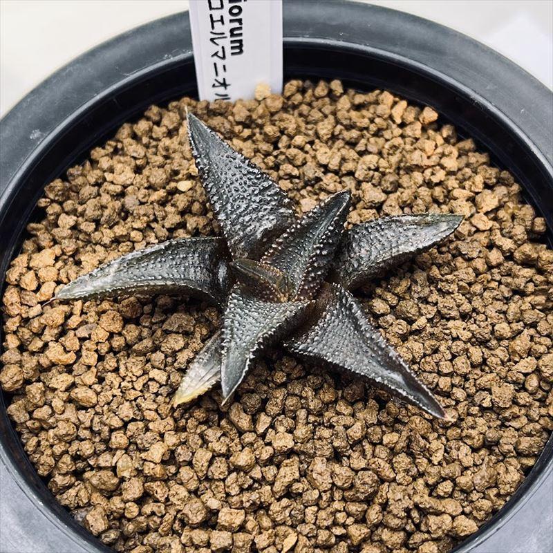 多肉植物：ハオルチア コエルマニオルム*幅6.5cm 現品 一品