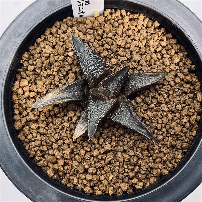 多肉植物：ハオルチア コエルマニオルム*幅6.5cm 現品 一品限り