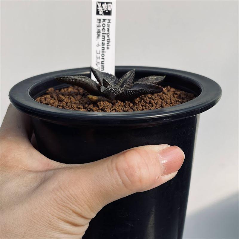 多肉植物：ハオルチア コエルマニオルム*幅6.5cm 現品 一品限り