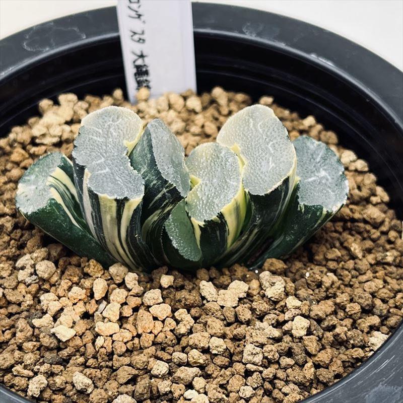 34d ハオルチア　多肉植物　大縄玉扇錦糊斑　自家繁殖 多肉植物：ハオルチア 玉扇錦*幅7.5cm 現品！一品限り : 遊恵