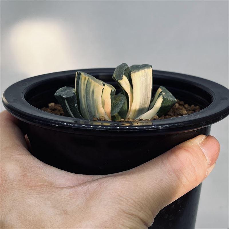 多肉植物：ハオルチア 巨大美白線コンゲスタ 玉扇 大縄錦*幅6.5cm