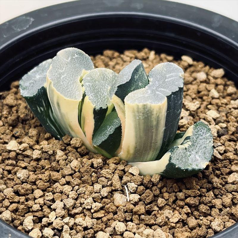 47L ハオルチア 多肉植物 大縄玉扇錦糊斑 自家繁殖 多肉植物