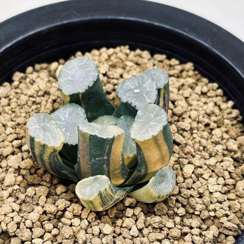 多肉植物：ハオルチア 鮮明黄色斑 大久保万象錦*幅5cm 現品 一品限り