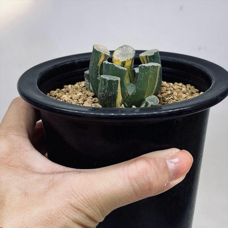 多肉植物：ハオルチア 鮮明黄色斑 大久保万象錦*幅5cm 現品 一品限り