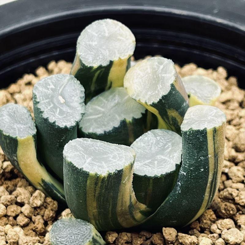 多肉植物：ハオルチア 鮮明黄色斑 大久保万象錦*幅5cm 現品 一品限り