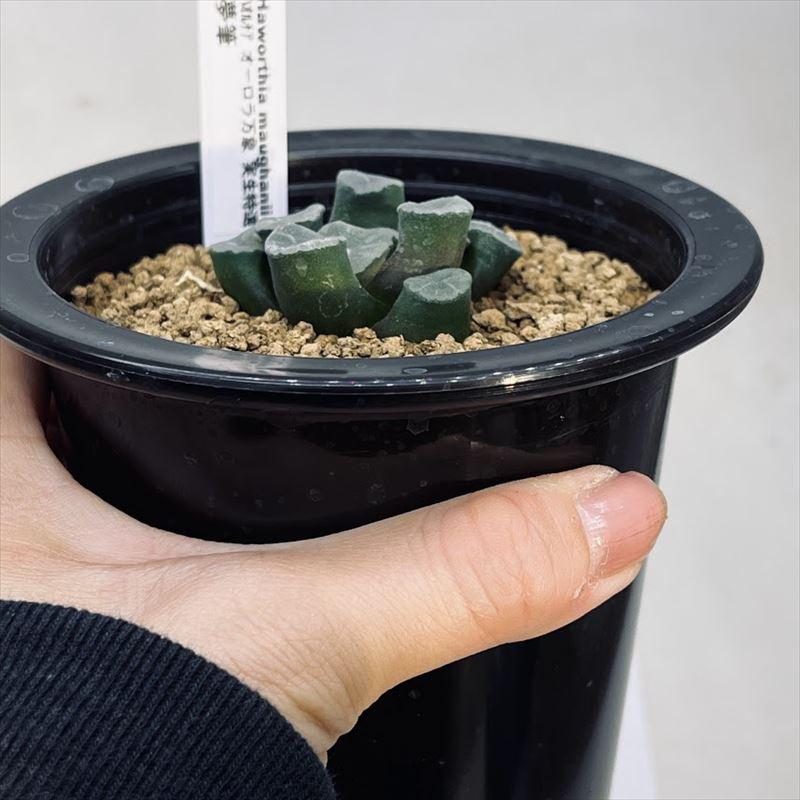 多肉植物：ハオルチア オーロラ万象 実生特選 夢筆*幅4.5cm 現品