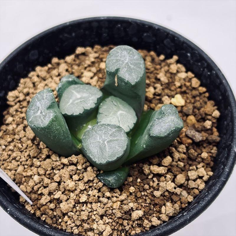 多肉植物：ハオルチア 紫万象 実生のカキコ*幅5cm 現品 一品限り