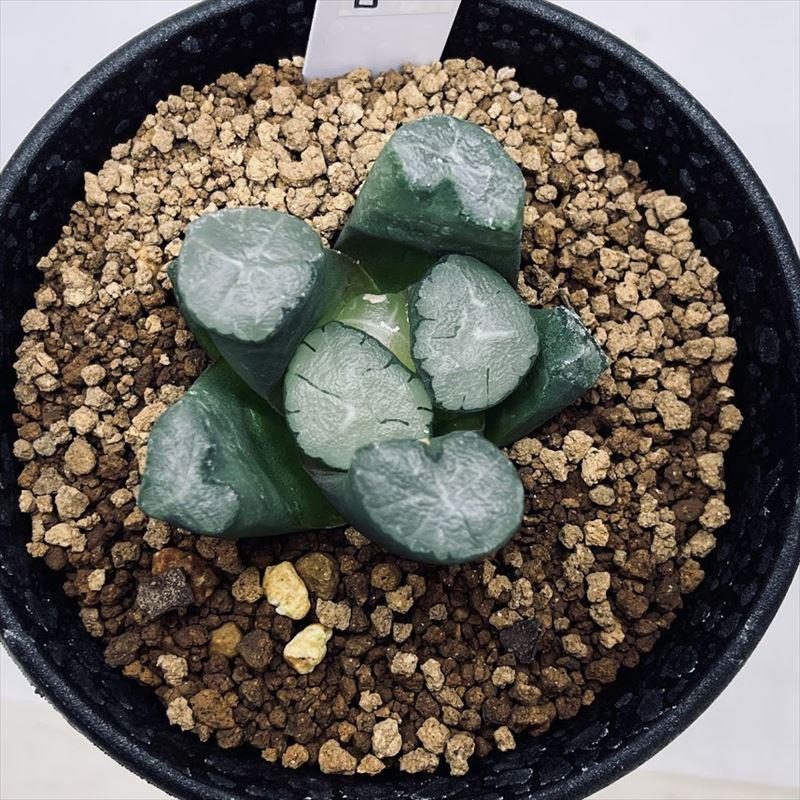 多肉植物 ハオルチア 九尾 超大型種カキコ育成 10cm鉢 多肉植物 ハオルチア 九尾 超大型種カキコ育成 10cm鉢 【公式通販】