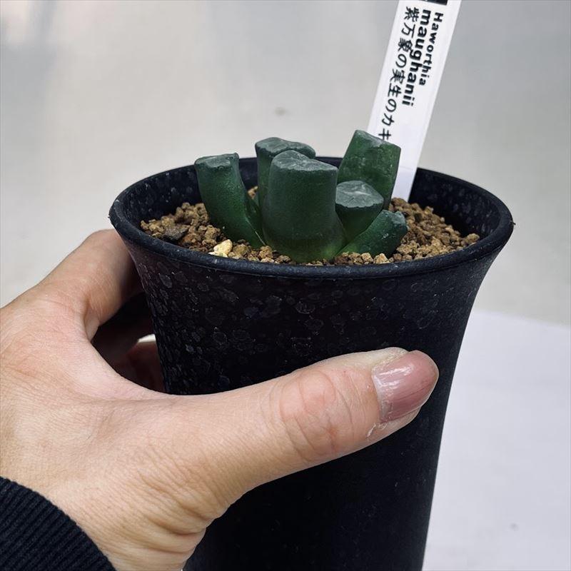 多肉植物：ハオルチア 紫万象 実生のカキコ*幅5cm 現品 一品限り