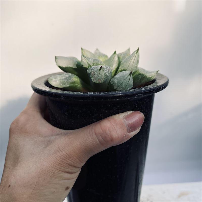 多肉植物：ハオルチア ピグマエア ミュータント*幅9cm 現品 一品限り