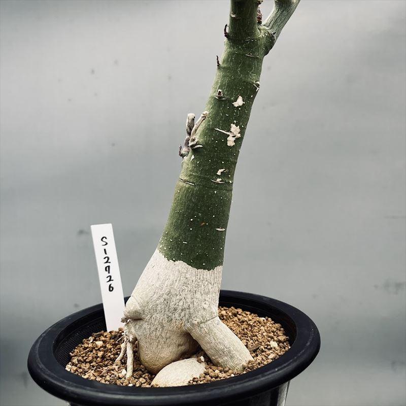 アデニア　フルチコーサ isla del pescado - Adenia fruticosa-アデニア・フルチコーサ