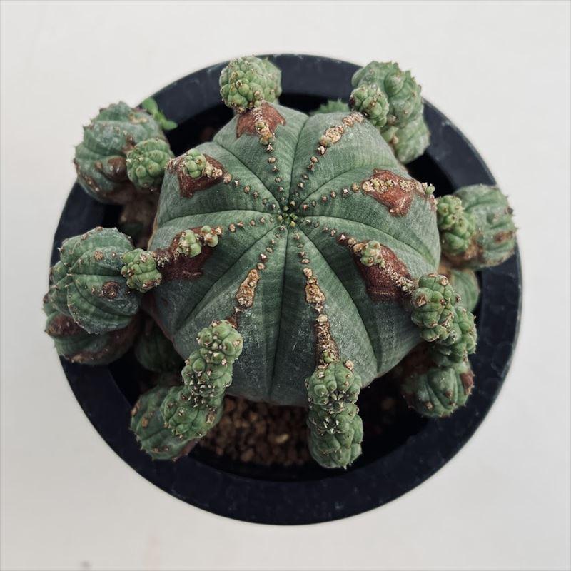 多肉植物:ユーフォルビア 子吹きシンメトリカ 群生*幅11cm 多肉植物:ユーフォルビア 子吹きシンメトリカ 群生*幅11cm