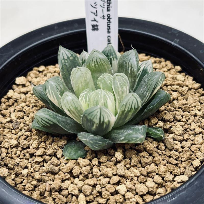 多肉植物：ハオルチア オブツーサ キャッツアイ錦*幅5cm 現品