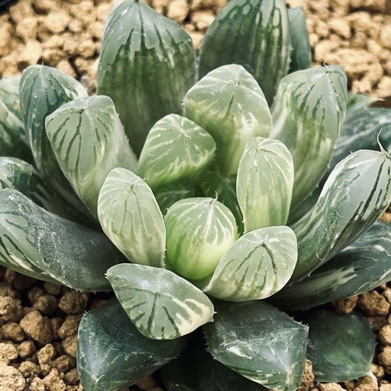多肉植物：ハオルチア オブツーサ キャッツアイ錦*幅5cm 現品！一品