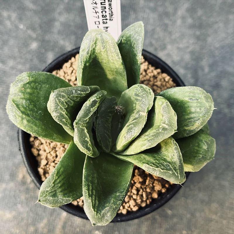 多肉植物：ハオルチア ローブ グリーン*M 幅9cm : 遊恵盆栽 Yahoo!店