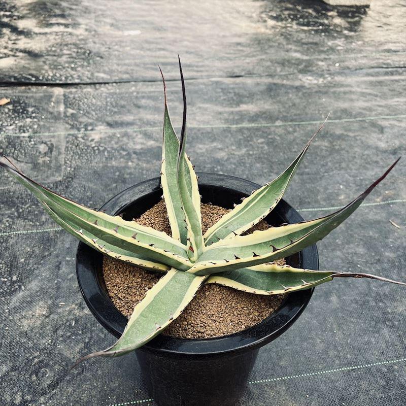 アガベ　スカブラ錦 アガベ スカブラ錦 | mana's farm:塊根植物・アガベ・ドライガーデン
