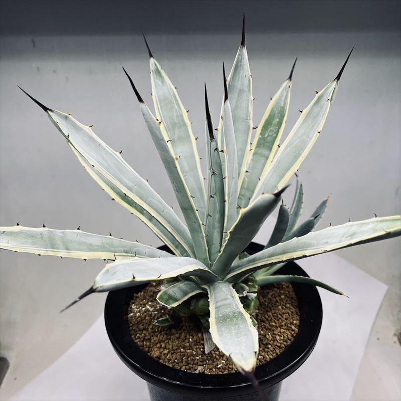 多肉植物:アガベ マクロアカンサ錦 覆輪*幅30cm 現品!一品 多肉植物:アガベ マクロアカンサ錦 覆輪*幅30cm 現品!一品
