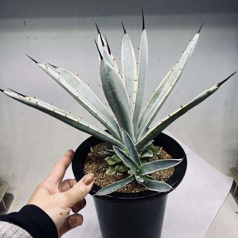 多肉植物:アガベ マクロアカンサ錦 覆輪*幅30cm 現品!一品 多肉植物:アガベ マクロアカンサ錦 覆輪*幅30cm 現品!一品