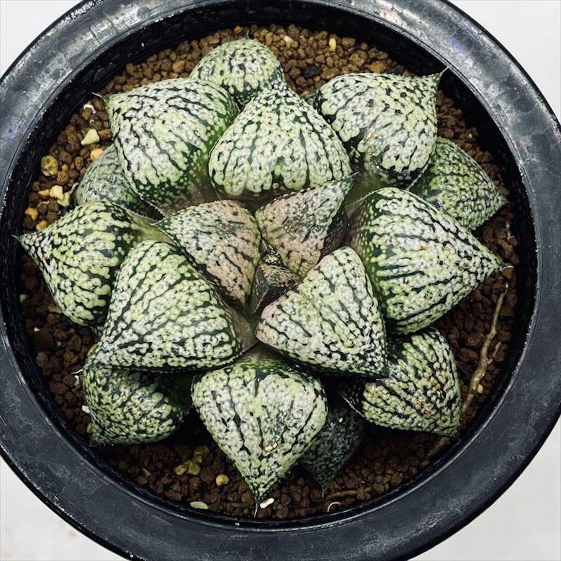 多肉植物：ハオルチア 関西系モザイクピクタ*幅8cm 現品！一品限り