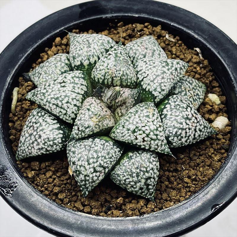 多肉植物：ハオルチア 関西系モザイクピクタ*幅8cm 現品！一品限り  