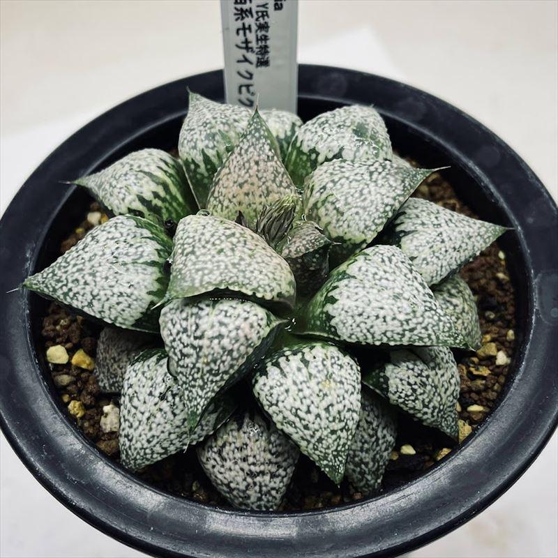 ハオルチア 「ピクタY氏」多肉植物(金曜、土曜、２日間限定発売) ハオルチア 「ピクタY氏」多肉植物(金曜、土曜、2日間限定発売) H