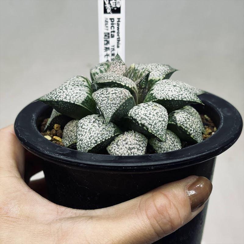 多肉植物：ハオルチア 関西系モザイクピクタ*幅8.5cm 現品！一品限り