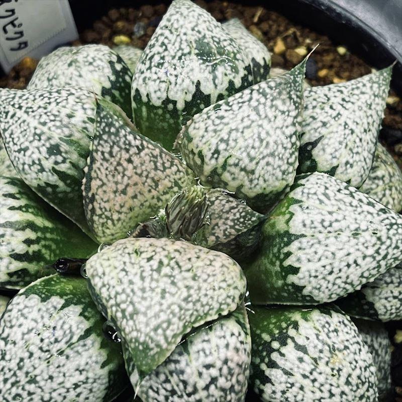 多肉植物：ハオルチア 関西系モザイクピクタ*幅8.5cm 現品！一品限り