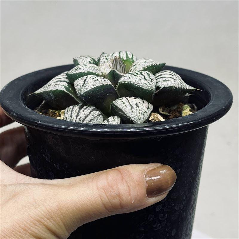 多肉植物：ハオルチア 関西系モザイクピクタ*幅8cm 現品！一品限り  