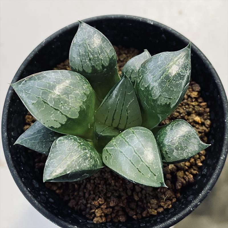 多肉植物：ハオルチア 特美紫線スプリング交配種 魔境の森*幅7cm