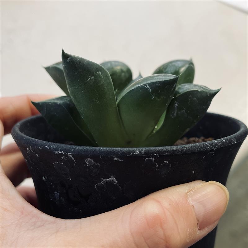 多肉植物：ハオルチア 特美紫線スプリング交配種 魔境の森*幅7cm