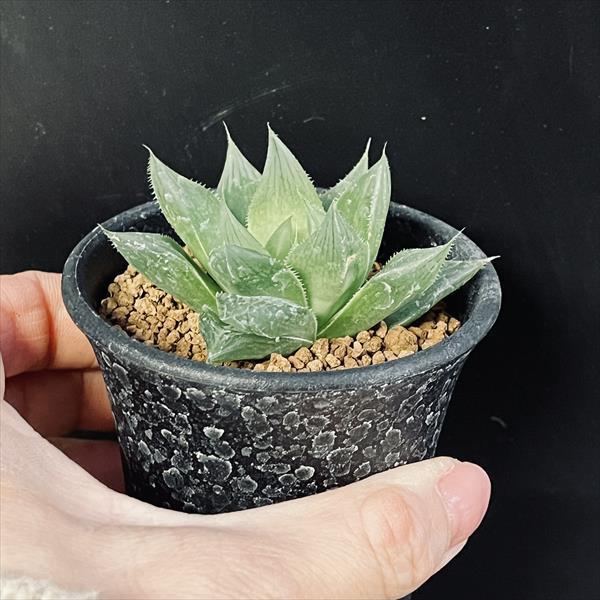 多肉植物：ハオルチア Aロックンロール*幅6cm : 遊恵盆栽 Yahoo!店