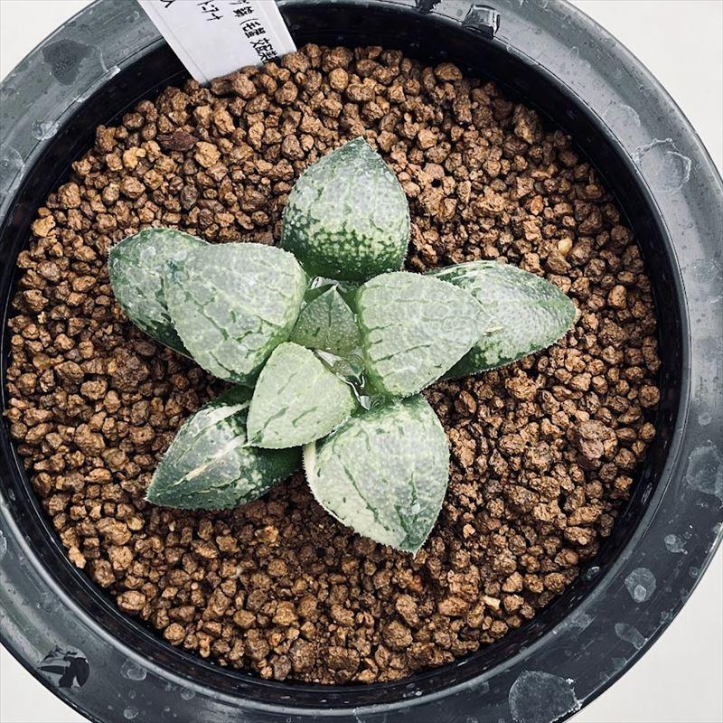22d ハオルチア　多肉植物　水晶101錦　自家繁殖 22d ハオルチア 多肉植物 水晶101錦 自家繁殖 22d ハオルチア