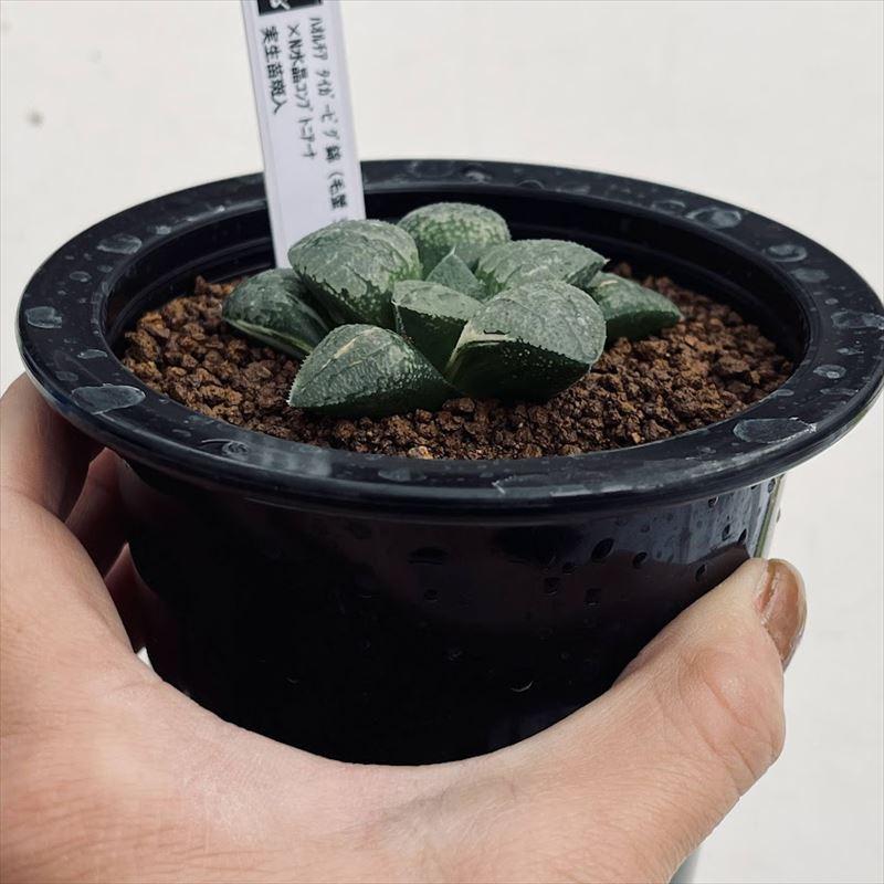 22d ハオルチア　多肉植物　水晶101錦　自家繁殖 22d ハオルチア 多肉植物 水晶101錦 自家繁殖 22d ハオルチア