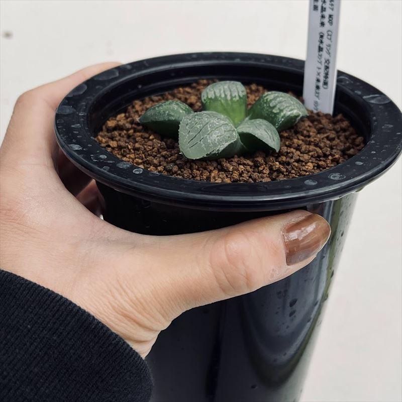 多肉植物：ハオルチア MXP×水晶未来 実生*幅6cm 現品！一品限り
